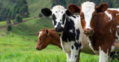 Three cows standing in a field.