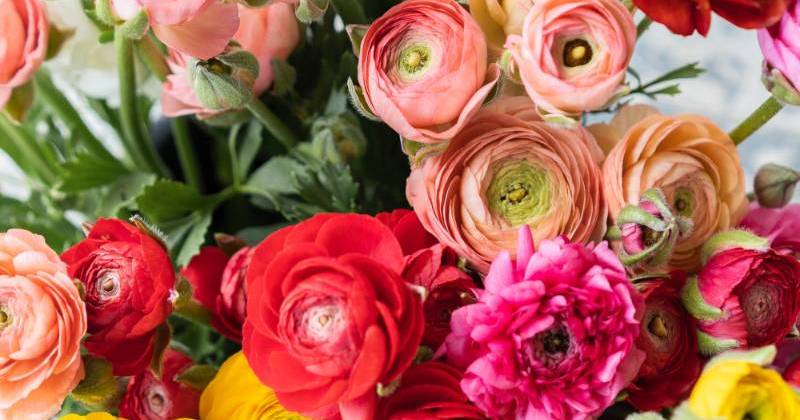 A group of flowers seen from above.